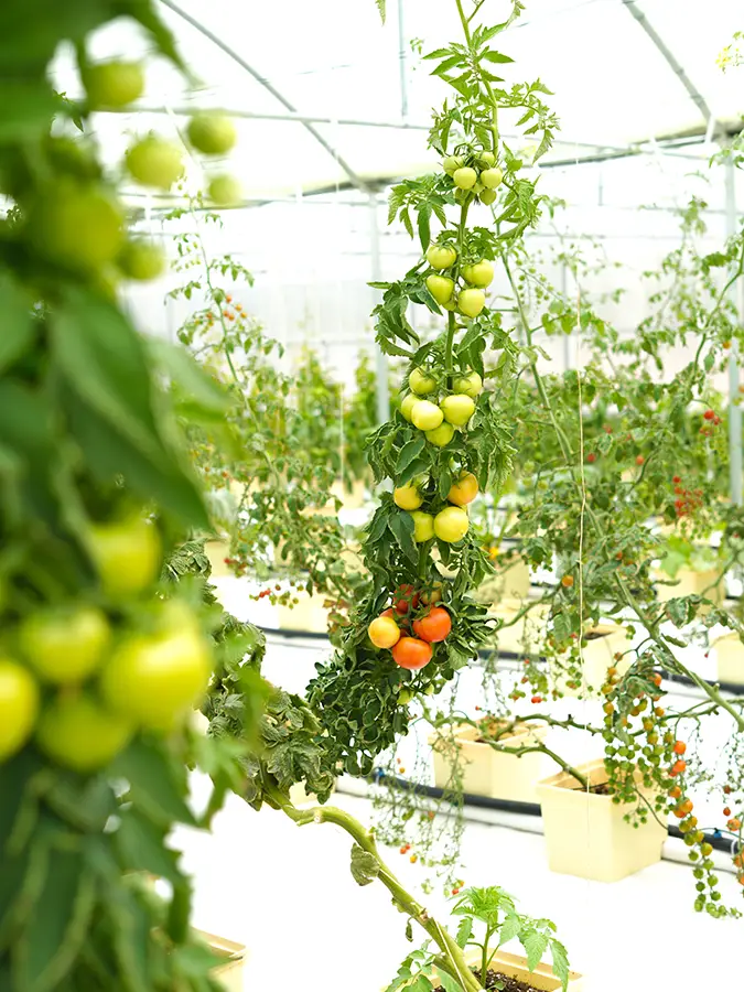 Fresh produce for the Alila Jabal Akhdar Harvest & Dine